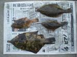 釣果